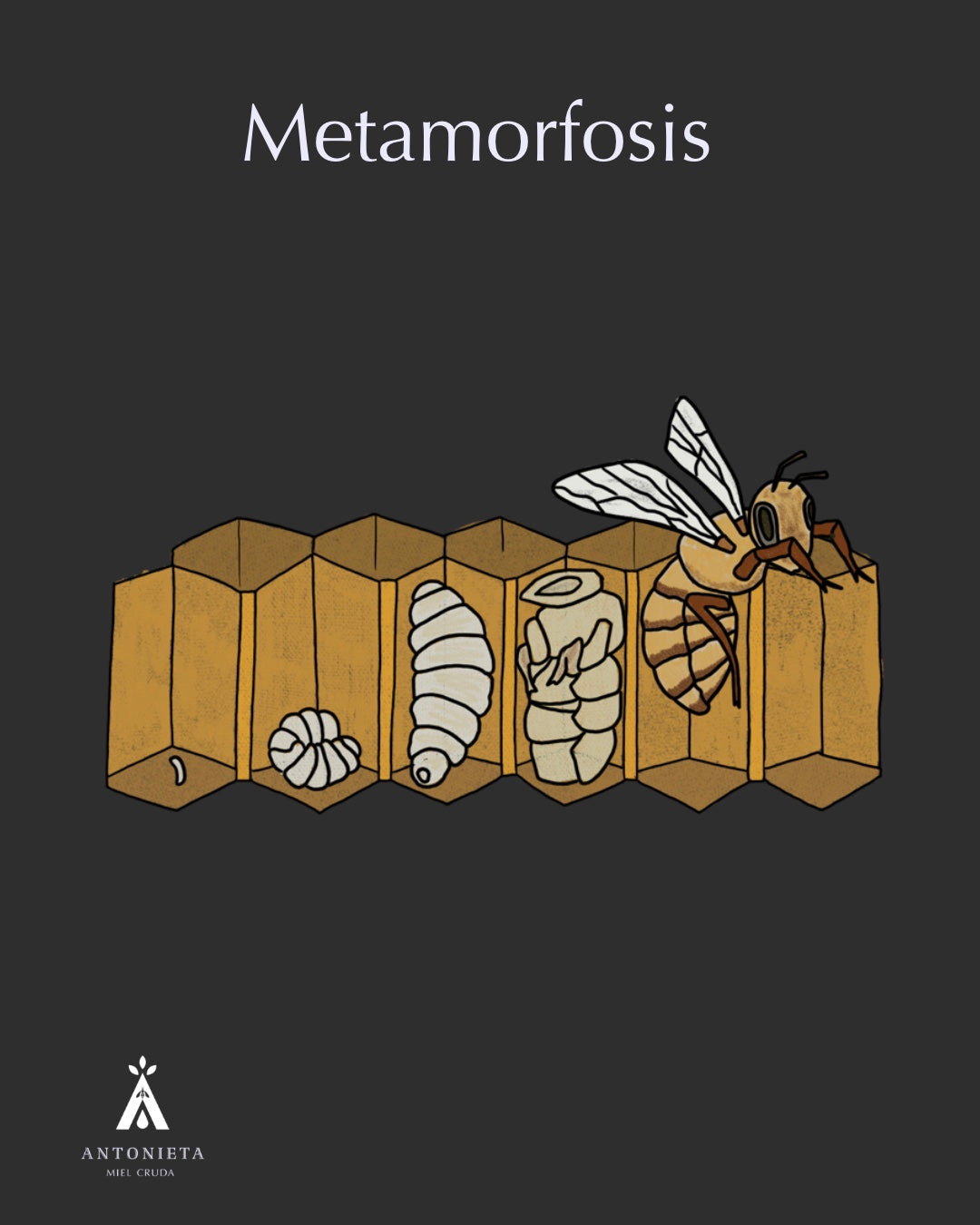 METAMORFOSIS
