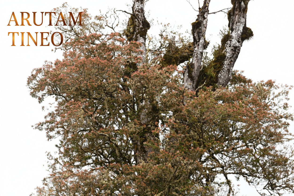 ARUTAM TINEO