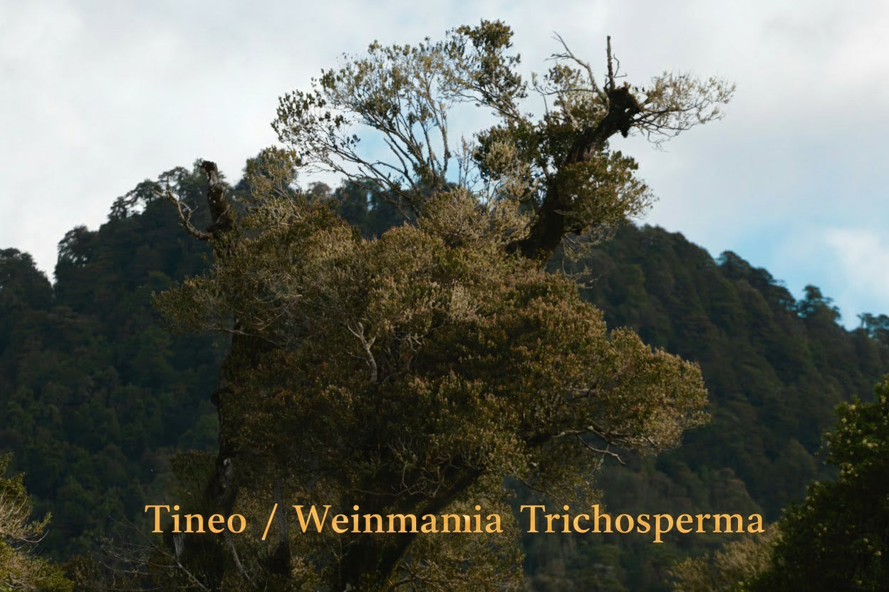 ARUTAM TINEO