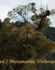 ARUTAM TINEO