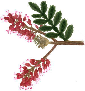 TINEO illustration